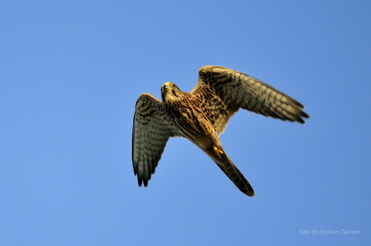 Rapace non identificato